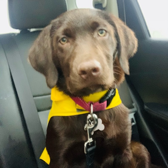 RC Pets • Delta Rainslicker • Yellow (Lemon) • Dog Size Medium - Picture 3 of 5